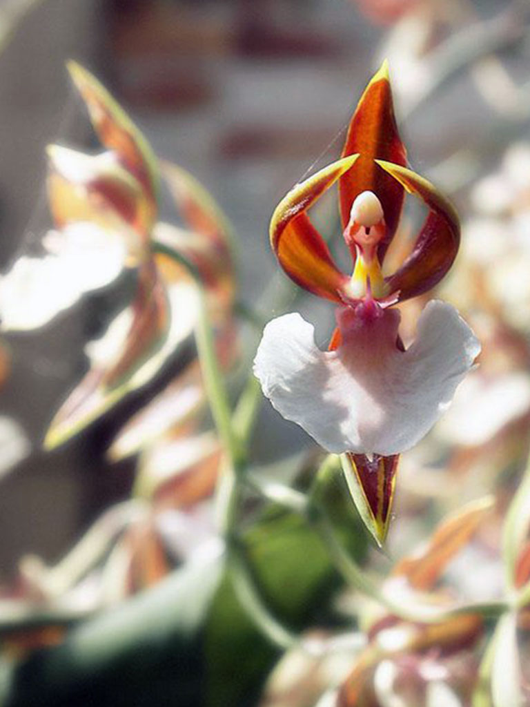 Орхидея-балерина