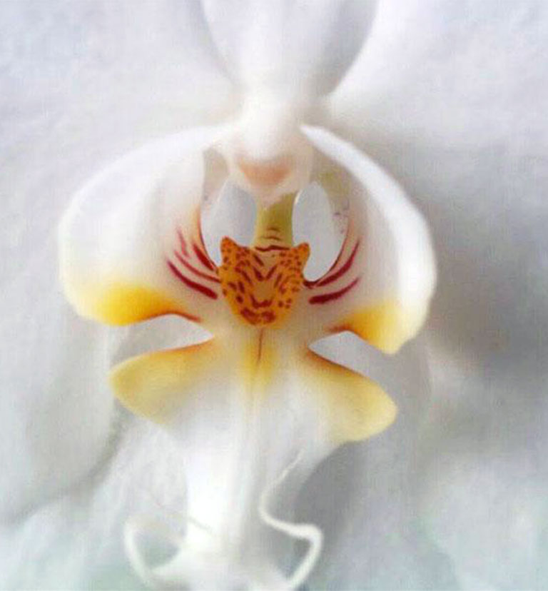 Орхидея-тигр